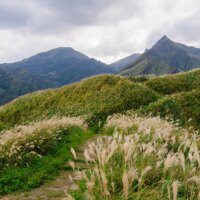 Le miscanthus, ressource naturelle alternative pour bétons