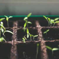 Stratégies de création de jardins communautaires en milieu urbain pour la résilience climatique