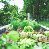 Guide pratique pour créer des jardins communautaires en milieu urbain pour renforcer la résilience climatique