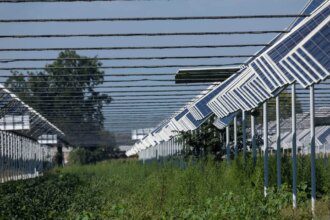 Les serres agrivoltaïques de Reden : un modèle de réussite