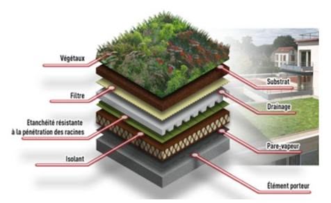 Comment les toits végétalisés contribuent à la préservation de la biodiversité urbaine