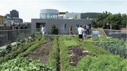 Vivre verticalement : l'agriculture urbaine à domicile