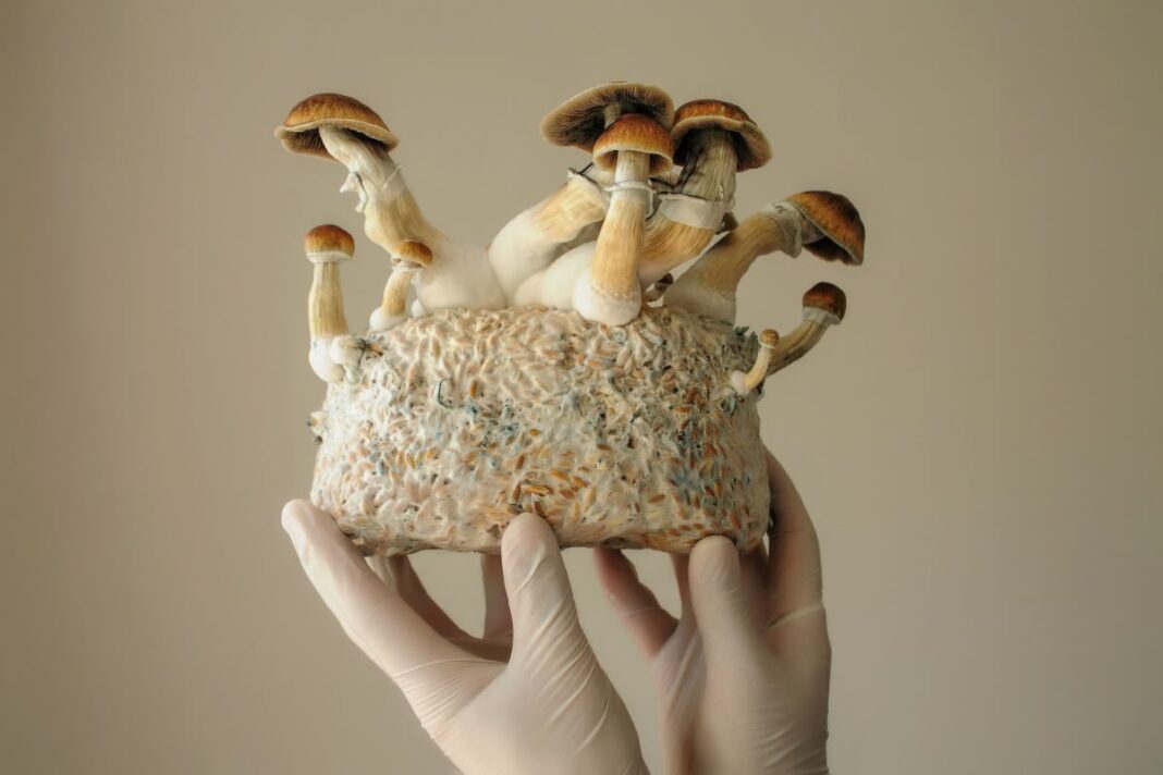 Du champignon à la construction : comment ces briques révolutionnent le secteur